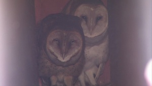 Owls Move Into New Air Force Lodging Facility