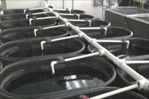 Audubon Aquatic Center, Sea Turtle Rehabilitation Program