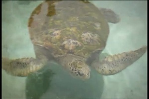 Clean Water Act