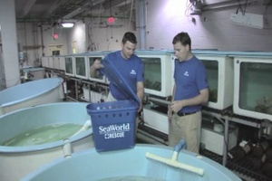 Endangered Sea Turtles Find New Home After Coast Guard Flight to Orlando