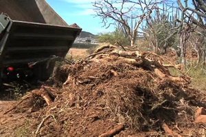 Cactus Clearing