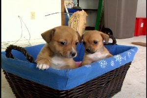 Animal Rescue
