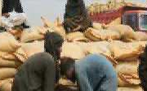 Marjah Sapling Program