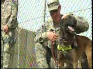 MPs and Military Working Dogs, Part 2