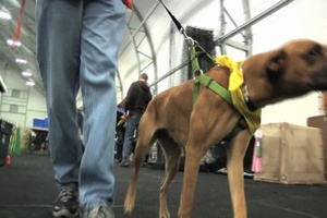 Mutual Enrichment: Veterans Training Shelter Dogs