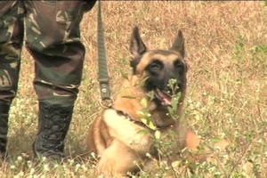 Balikatan 2011 K-9 Training