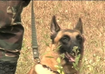 Balikatan 2011 K-9 Training