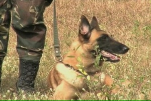 Minuteman Report - K-9 training