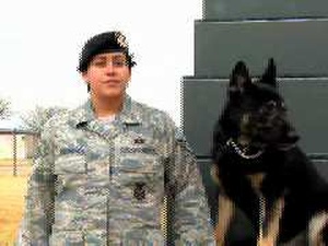 Cannon Military Working Dogs