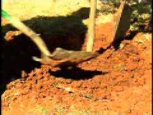 Earth and Arbor Day
