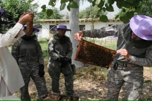 Minuteman Report: Beekeeping Friends