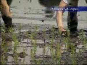 Air Force Report: Rice Planting