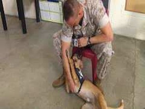 All Hands Update: Carolina Canines