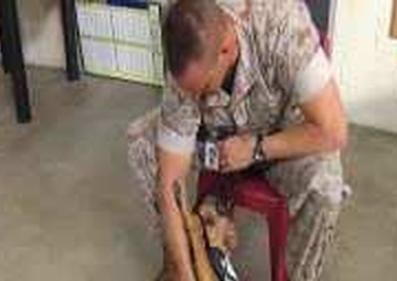 All Hands Update: Carolina Canines