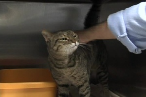 Yokota's Pet Care Center