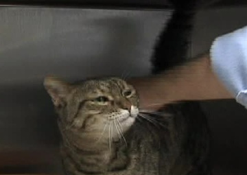 Yokota's Pet Care Center