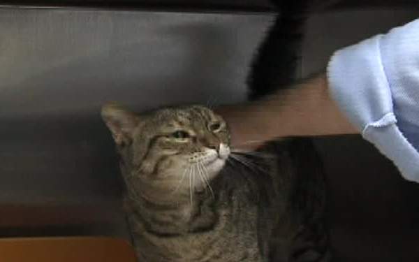 Yokota's Pet Care Center