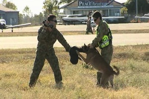 Military Working Dog Display