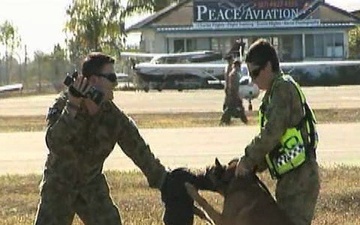 Military Working Dog Display