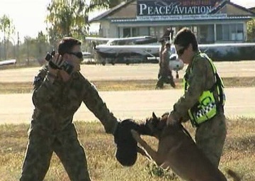 Military Working Dog Display