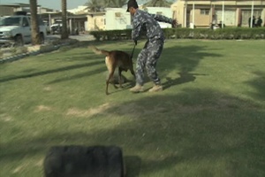 Iraqi K-9 Unit Training