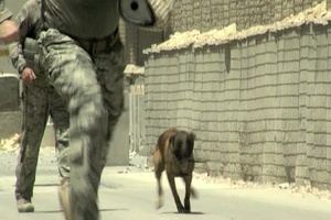 The 455th ESFS Military Working Dogs