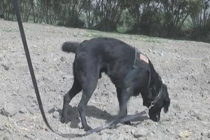 Freedom File: Mine Detection Dog
