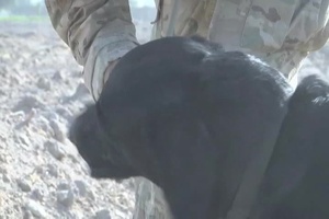 Mine Detection Dog