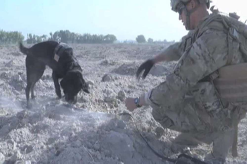 DVIDS - Video - Mine Detection Dog