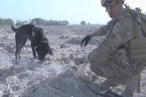 Mine Detection Dog