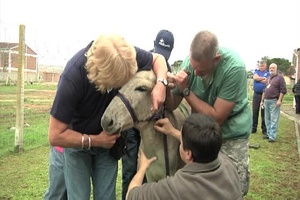 Army Veterinarians in South Africa