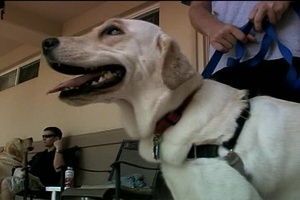 MarinesTV Headlines: Hawaii Dogs