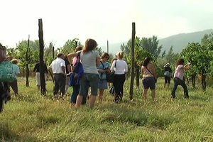 Visit a Vineyard