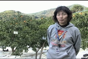 Students Go Mikan Picking
