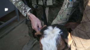 Visit to a Local Veterinary Clinic
