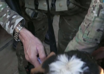 Visit to a Local Veterinary Clinic