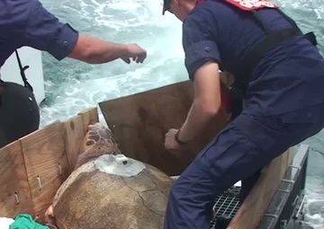 Coast Guard Top Videos of 2011: Sea Turtle Release