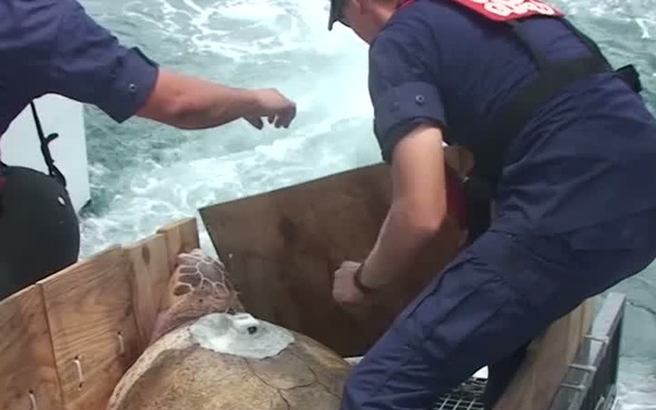 Coast Guard Top Videos of 2011: Sea Turtle Release