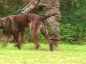 Military Working Dogs