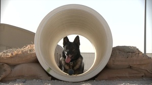 My Story, I'm a Military Working Dog