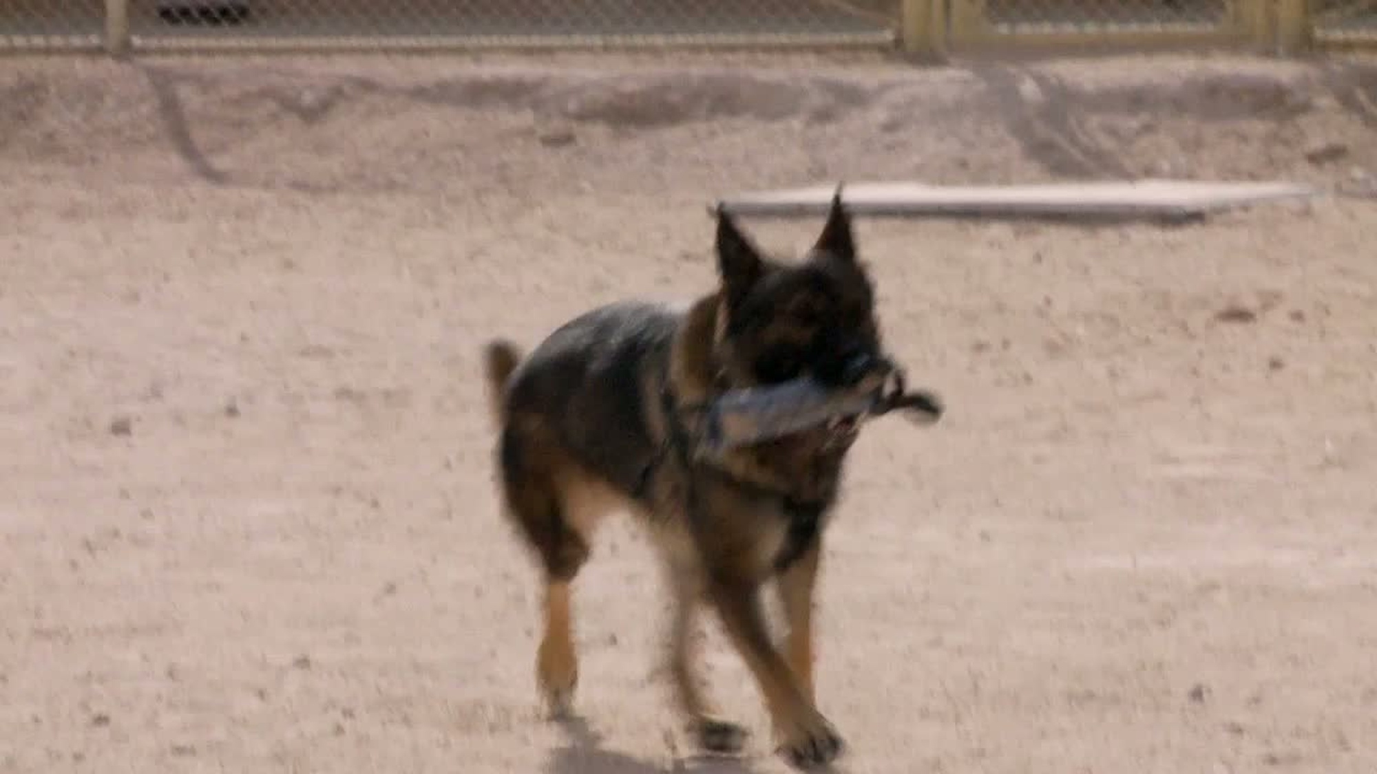 Military Working Dogs Handlers and their working dogs train while being deployed, just as they would at home station.  The ideal, &quot;You fight like you train,&quot; is something instilled in service members throughout their career.  The same is true for military working dog handlers and their K-9 counterparts.   Each day is spent working on obedience training, bite work, and patrolling the base. Although thousands of miles from home-station, deployed handlers understand the importance of the necessary training to keep their partner alert. The bond between a handler and their dog goes far beyond consistently training.