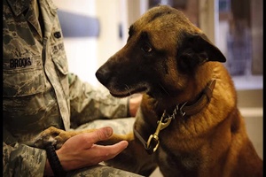 Doggie Dental: Joint Team Assists Ailing Canine