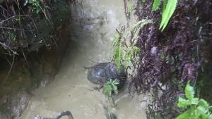 31st MEU Completes Jungle Endurance Course