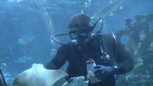 All Hands Update: Navy Divers at New Orleans Aquarium