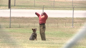 2012 DOD Military Working Dog Competition
