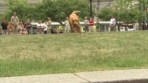 Marines show Cleveland how working dogs save lives