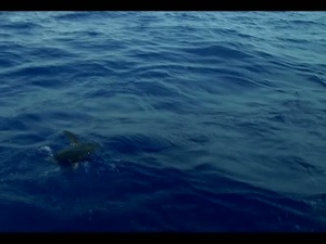 Deep Sea Fishing