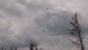 Modular Airborne Firefighting System (MAFFS) used in Wyoming