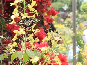 Spotlight Korea: Butterfly Festival