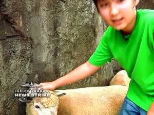 Zoo Adventure